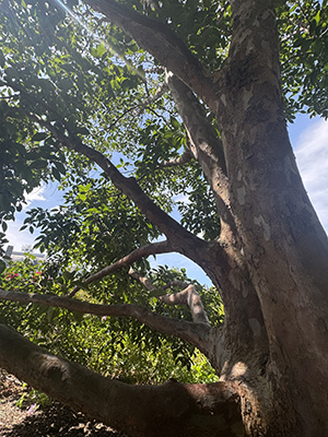 Stewartia tree with mottled bark and sweeping branched umbrella-ed with leaves.