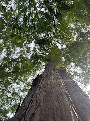 The tall, reddish Metasequoia trunk juts into the sky, decorated with feathery, green foliage.