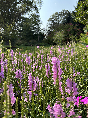 Spikes of purple-pink blooms lance the air.