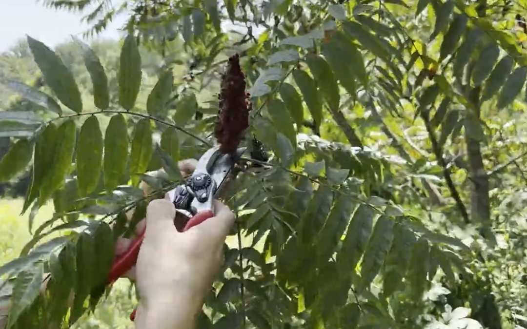 Gardener’s Almanac: Sumac
