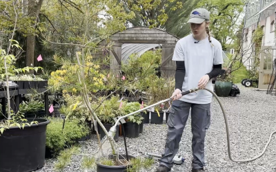 Gardener’s Almanac: Watering your Containers