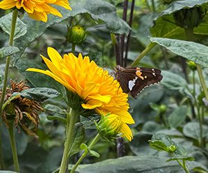 Plants of the Week: August 17