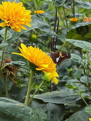 A silver-spotted skipper butterfly rests on the bright yellow flower head of this double perennial sunflower.