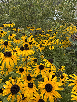 Swaths of bright yellow Rudbeckia flowers