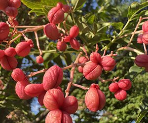 Plants of the Week: August 26