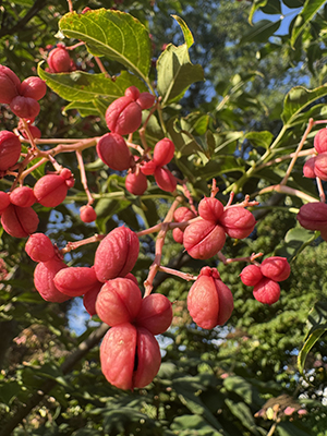 Tiny, bright red, heart-shaped Euscaphis seed pods.