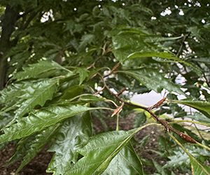 Plants of the Week: September 11