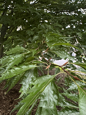 A zig-zagging Fagus sylvatica branch features sharp, pointed buds and toothed beech leaves.