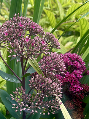 Broccoli-like blooms of vibrant pink Hylotelephium flowers.