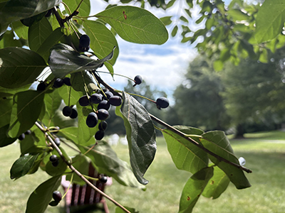 Tiny, dark Nyssa fruits protrude from the branches, framing the lawn in front of Old Science Hall.