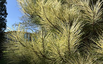 Plants of the Week: September 18