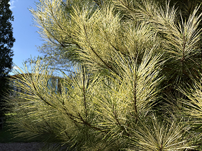 These variegated needles on the Pinus densiflora seem to glow in the afternoon light due to their light-yellow coloration.