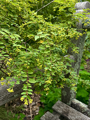 Bushy branches of delicate wikstroemia leaves drape over the edge of a dedicated bench.