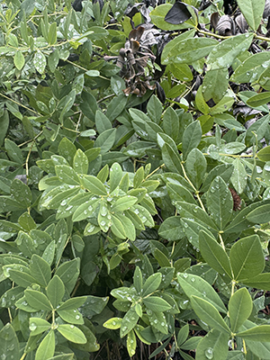 A swath of bluish-limey green foliage.