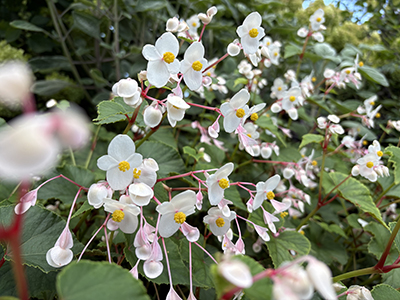 Begonia flowers flood the foreground, midground, and background with their white petals and pink petioles.