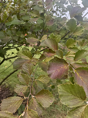 Two Hamamelis branches feature flat, scalloped, alternate leaves.