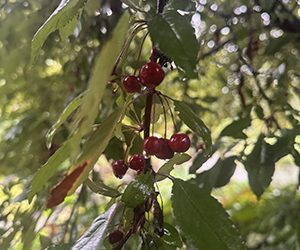 Plants of the Week: September 29