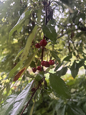 Bright red Malus fruits dangle beneath the leaf-covered branches.