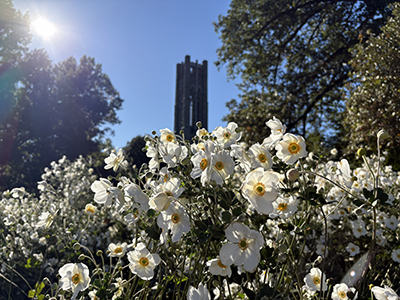 Luminescent white Anemone flowers glow in the sunlight beneath a view of the Clothier bell tower.