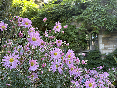Classic pink mums diagonally wave in front of stone architecture.