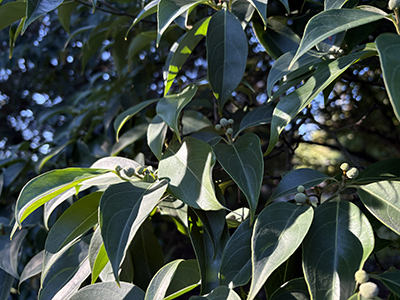Dark green cornus leaves, ovate and pointed, with tiny green fruits.