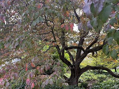 Cornus leaves turn red, purple, and dark greens, backed by the curling Cornus branches.