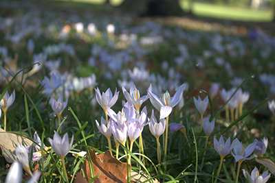 A carpet of light purple crocus blooms spring forth beneath the canopy.