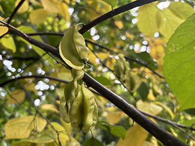 Double-podded fruits droop from the yellowing fall Halesia branches.