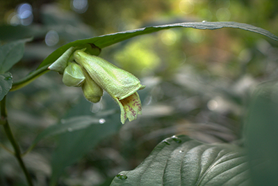 Hemiboea flowers have an overlooked, light green shade, but their tubular blooms interest a number of unique pollinators.