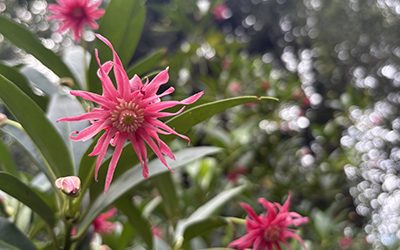 Plants of the Week: October 1