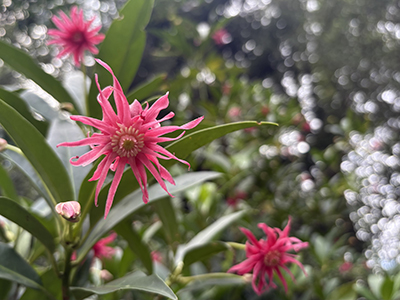 Urchin-like, pink Illicium flowers in bloom