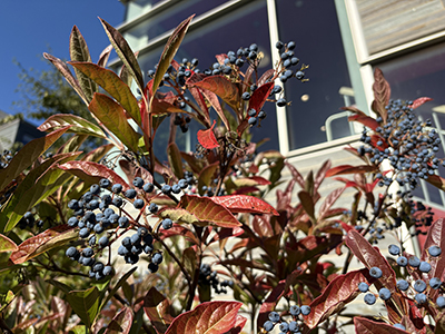 Reddening Viburnum leaves frame the dark blue fruits at the ends of the branches.